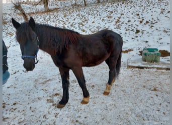 More ponies/small horses, Gelding, 6 years, 14,2 hh, Black