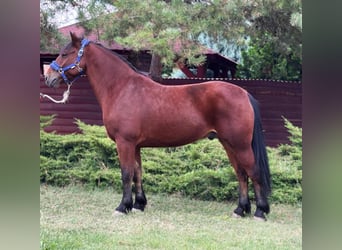 More ponies/small horses, Gelding, 6 years, 14,2 hh, Brown
