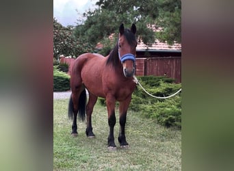 More ponies/small horses, Gelding, 6 years, 14,2 hh, Brown