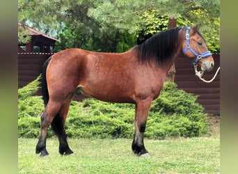 More ponies/small horses, Gelding, 6 years, 14,2 hh, Brown