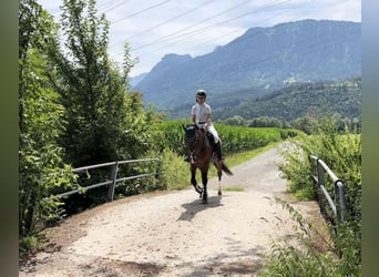 More ponies/small horses, Gelding, 6 years, 14,2 hh, Brown