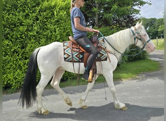 More ponies/small horses, Gelding, 6 years, 14,2 hh, Pinto