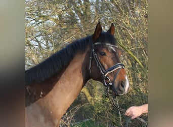 More ponies/small horses, Gelding, 6 years, 15.2 hh, Smoky-Black