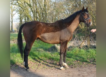 More ponies/small horses, Gelding, 6 years, 15.2 hh, Smoky-Black