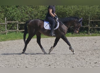 More ponies/small horses, Gelding, 6 years, 15.2 hh, Smoky-Black