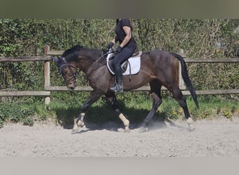 More ponies/small horses, Gelding, 6 years, 15.2 hh, Smoky-Black