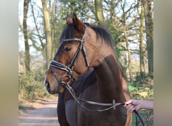 More ponies/small horses, Gelding, 6 years, 15.2 hh, Smoky-Black