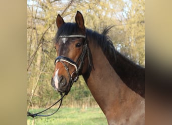 More ponies/small horses, Gelding, 6 years, 15.2 hh, Smoky-Black