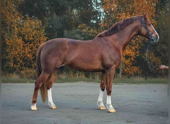 More ponies/small horses, Gelding, 6 years, 15,1 hh, Brown