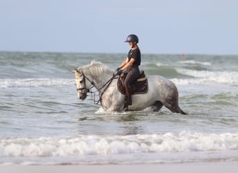 More ponies/small horses, Gelding, 6 years, 16 hh, Grey-Blue-Tan