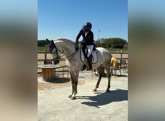 More ponies/small horses, Gelding, 6 years, 16 hh, Grey-Blue-Tan