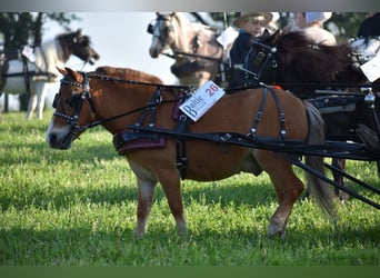 More ponies/small horses, Gelding, 6 years, 8,1 hh