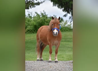 More ponies/small horses, Gelding, 6 years, 8,1 hh