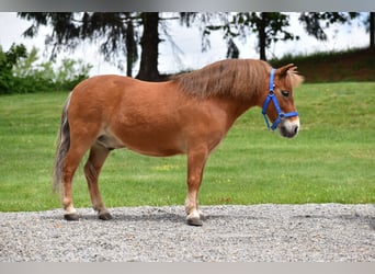 More ponies/small horses, Gelding, 6 years, 8,1 hh