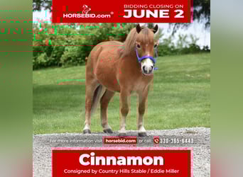 More ponies/small horses, Gelding, 6 years, 8,1 hh