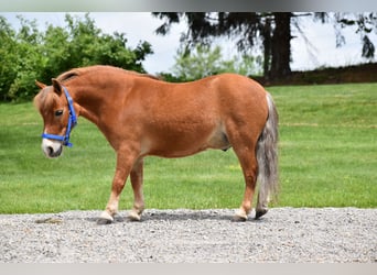 More ponies/small horses, Gelding, 6 years, 8,1 hh