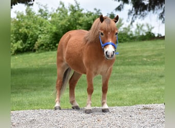 More ponies/small horses, Gelding, 6 years, 8,1 hh