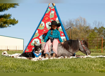 More ponies/small horses, Gelding, 6 years, 9.1 hh, Roan-Blue