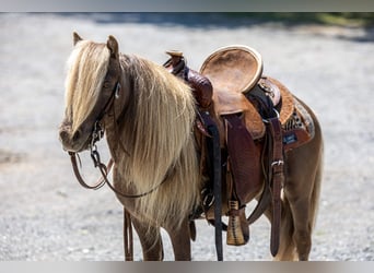 More ponies/small horses, Gelding, 6 years, 9 hh, Brown