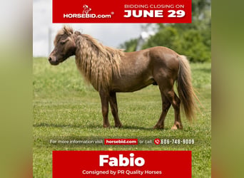 More ponies/small horses, Gelding, 6 years, 9 hh, Brown