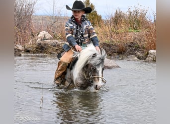 More ponies/small horses, Gelding, 6 years, 9 hh