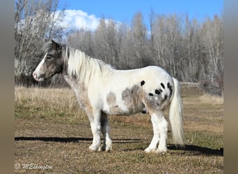 More ponies/small horses, Gelding, 6 years, 9 hh