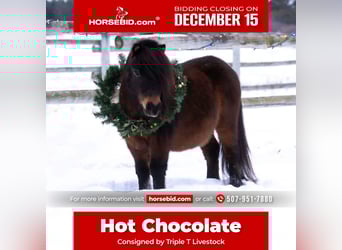 More ponies/small horses, Gelding, 6 years, 9,1 hh, Bay