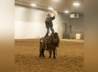 More ponies/small horses, Gelding, 6 years, 9,1 hh, Bay