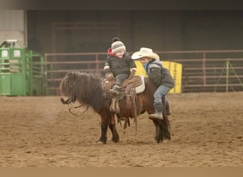 More ponies/small horses, Gelding, 6 years, 9,1 hh, Bay