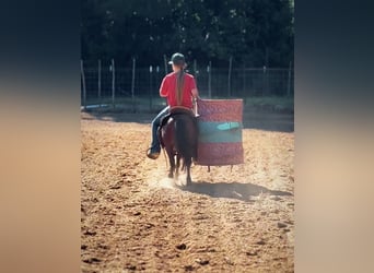 More ponies/small horses, Gelding, 6 years, 9,1 hh, Bay