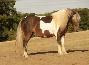 More ponies/small horses, Gelding, 6 years, 9,2 hh, Pinto