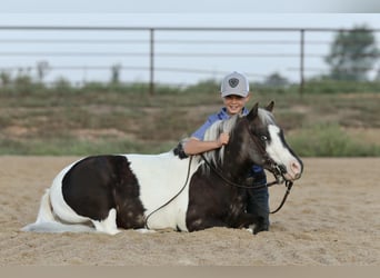 More ponies/small horses, Gelding, 6 years, 9,2 hh, Pinto