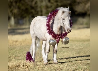 More ponies/small horses, Gelding, 6 years, 9,2 hh, Pinto