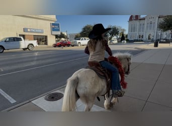 More ponies/small horses, Gelding, 6 years, 9,2 hh, Pinto