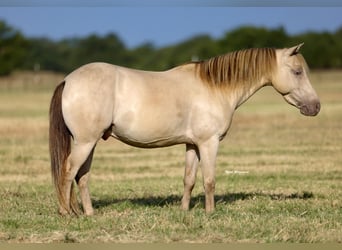 More ponies/small horses, Gelding, 6 years, Champagne