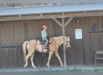 More ponies/small horses, Gelding, 6 years, Palomino