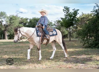More ponies/small horses, Gelding, 6 years, Pinto