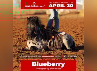 More ponies/small horses, Gelding, 7 years, 10.1 hh, Roan-Blue