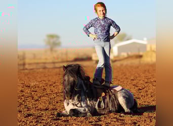 More ponies/small horses, Gelding, 7 years, 10.1 hh, Roan-Blue