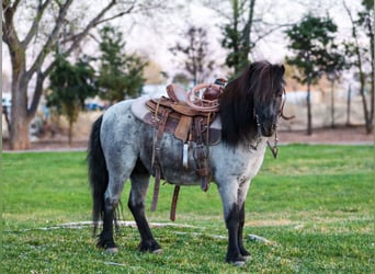 More ponies/small horses, Gelding, 7 years, 10.1 hh, Roan-Blue