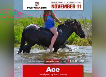 More ponies/small horses, Gelding, 7 years, 10.2 hh, Black