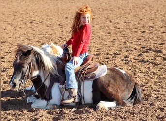 More ponies/small horses, Gelding, 7 years, 10.2 hh, Pinto