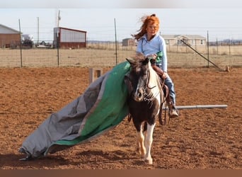 More ponies/small horses, Gelding, 7 years, 10.2 hh, Pinto