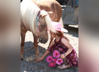 More ponies/small horses, Gelding, 7 years, 10 hh, Palomino