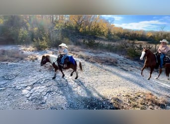 More ponies/small horses, Gelding, 7 years, 10 hh, Tobiano-all-colors