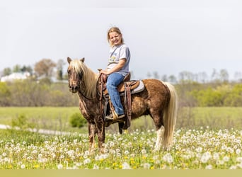 More ponies/small horses, Gelding, 7 years, 10 hh