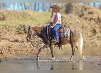 More ponies/small horses, Gelding, 7 years, 10,1 hh, Palomino