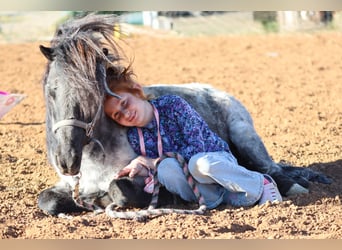 More ponies/small horses, Gelding, 7 years, 10,1 hh, Roan-Blue