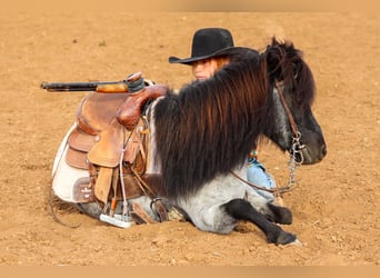 More ponies/small horses, Gelding, 7 years, 10,1 hh, Roan-Blue