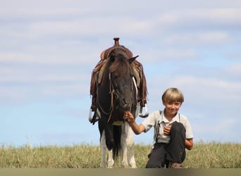 More ponies/small horses, Gelding, 7 years, 10,3 hh, Pinto